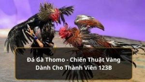 Đá gà thomo tại nhà cái 123B