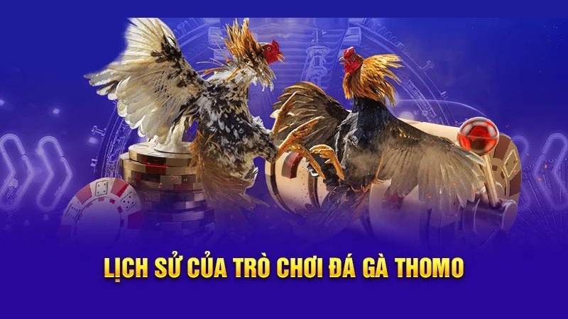 Lịch sử phát triển của đấu trường đá gà thomo là gì?