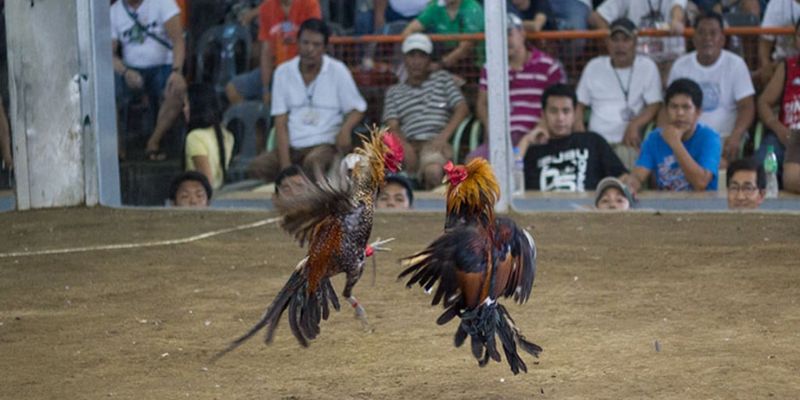 Kinh nghiệm chơi đá gà cựa dao 123B